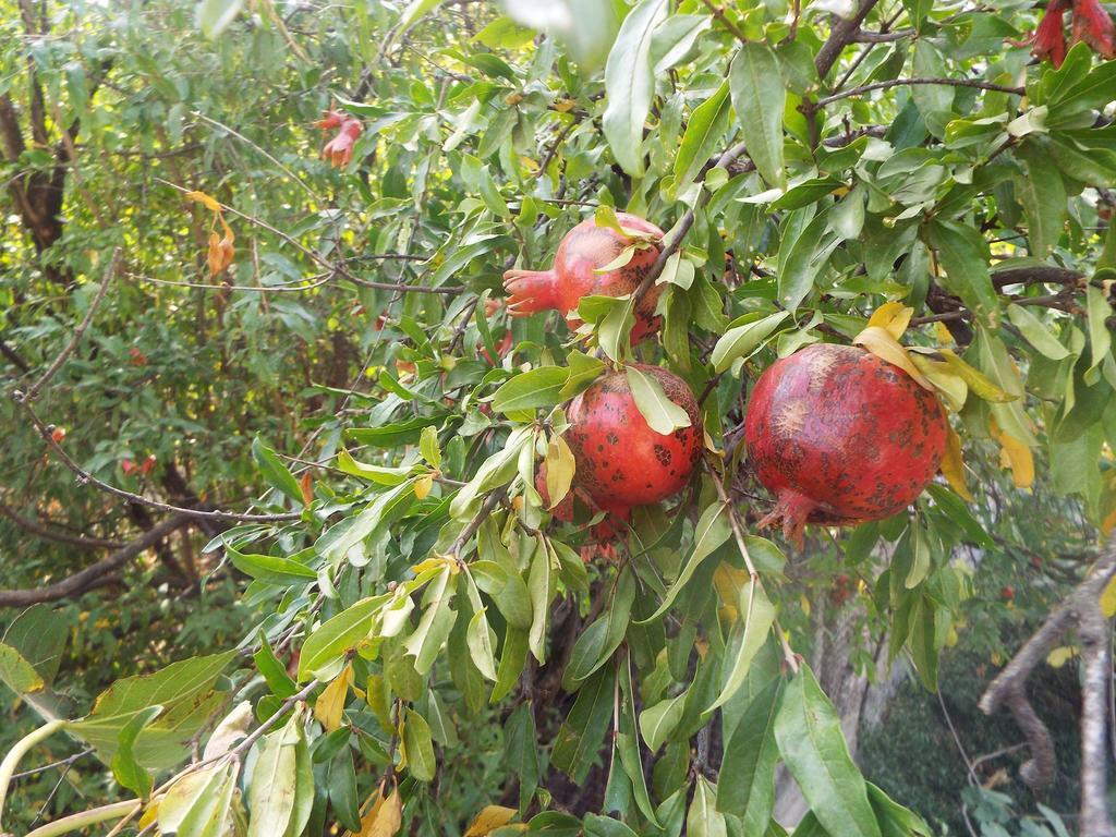 Farmer'S Guest House تأيلافي المظهر الخارجي الصورة